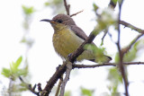Purple Sunbird (female) - 72 021