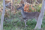 Deer-2724