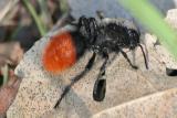Wingless Wasp (Velvet Ant)