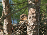 Mama in nest01_RJ.JPG