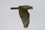 Red Shouldered Hawks 2012