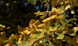 gingko butterflies