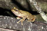 Northern Heath Frog