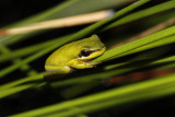 Olongburra Tree Frog