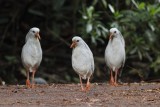 Kagu