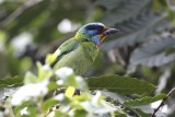 Taiwan Barbet