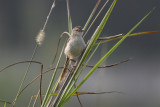 Plain Prinia