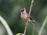 Taiwan Yuhina