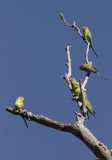 Budgerigars