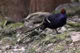 Mikado Pheasant