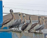 Peruvian Pelicans