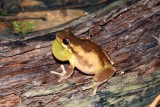 Kefersteins Tree Frog