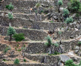 103-Terraces.jpg