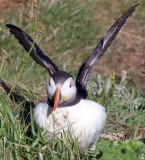 IMG_9299-Puffin-Staffa.jpg