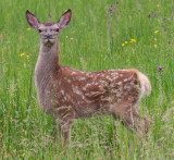 IMG_9617-Deer.jpg