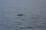 Fin Whale.jpg