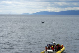 Humpback 2.jpg
