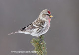 Common Redpoll