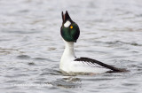 Common Goldeneye (male) calling