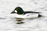 Common Goldeneye (male)