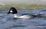 Common Goldeneye dive preparation