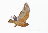 Red-shouldered Hawk (nesting pair)