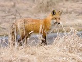 Red Fox