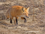 Red Fox hunting (da dum...da dum...da dum....da..dum....da...dum.....)