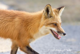 Red Fox up close