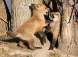 Fox kits at play