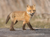 Fox kit out for stroll
