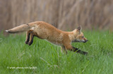 Fox kit on the run