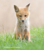 Fox pup