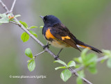 American Redstart