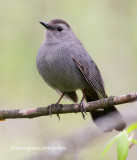 Catbird