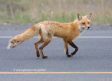 Fox (on the road again) 