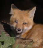 Fox pup with bad eye
