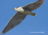 Black-crowned Night Heron flyby