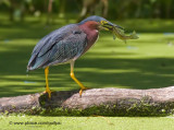 Green Heron with Perch