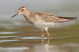 Pectoral Sandpiper