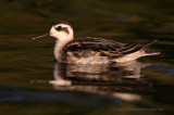 Red-necked Phalarope (non-breeding)