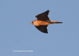 Peregrine Falcon