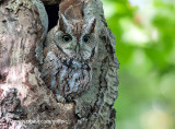 Eastern Screech Owl (brown morph)
