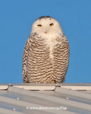 Snowy Owl