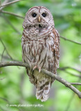 Barred Owl