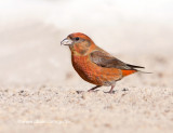 Red Crossbill (male)