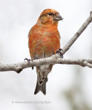 Red Crossbill (male)