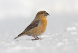 Red Crossbill