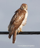 Redtail Hawk (juvenile)