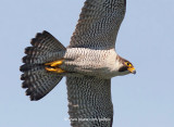 Peregrine Falcon (male)